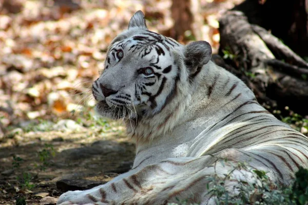 Tigre Rayas Blancas Tendido Suelo —  Fotos de Stock