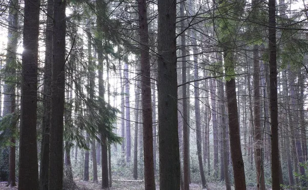 Birmingham Ngiltere Deki Sutton Park Yoğun Bir Çam Ağacı Gövdesi — Stok fotoğraf