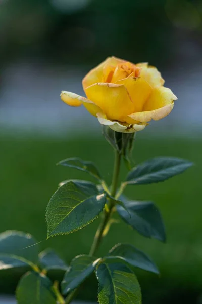 Güzel Sarı Çiçeğin Dikey Görüntüsü Bulanık Arkaplanda Çiçek Açıyor — Stok fotoğraf