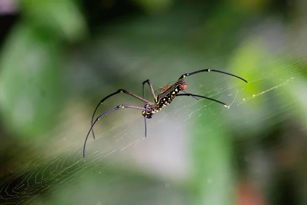 尼泊尔皮利普斯蜘蛛在网络上的宏观图片 — 图库照片