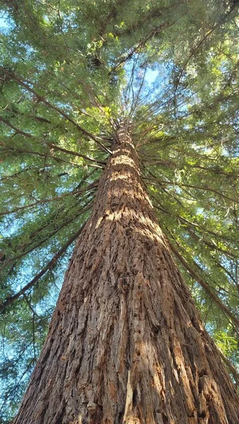 Niskokątne Ujęcie Wysokiego Drzewa Rosnącego Lesie Słoneczny Dzień — Zdjęcie stockowe