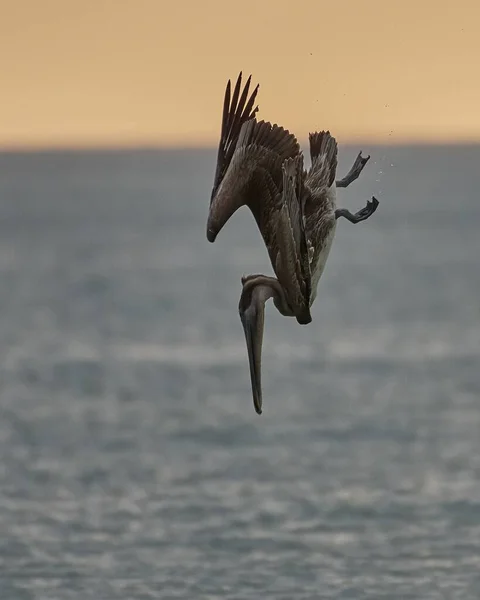 Kahverengi Pelikanın Pelecanus Occidentalis Denize Dalışının Manzaralı Görüntüsü — Stok fotoğraf