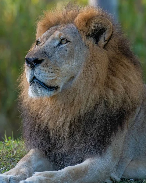 Избранник Покоящегося Могучего Льва — стоковое фото