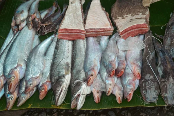 Chitala Blanci Known Royal Knifefish Indochina Featherback Sold Local Morning — Stock Photo, Image