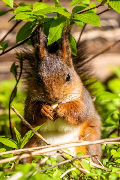 Close Vertical Esquilo Encontrado Comendo Deleite Dentro Uma Floresta Dia — Fotografia de Stock