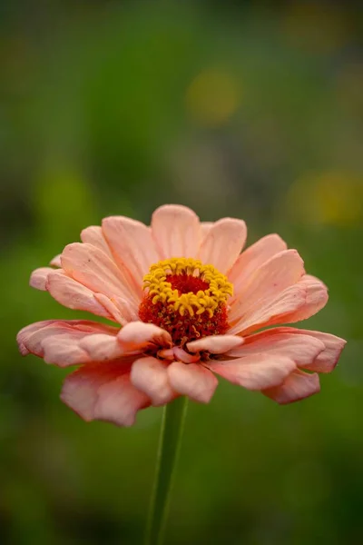 Detailní Vertikální Záběr Květu Zinku Rozkvětu Rozmazaném Pozadí — Stock fotografie