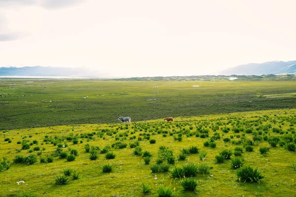 Mesmerizing Landscape Green Pasture Grazing Cows — Stock Photo, Image
