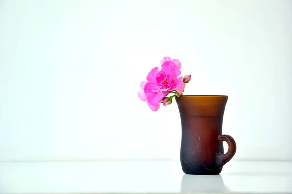 Вид Рожевий Геран Чашці Білим Тлом — стокове фото