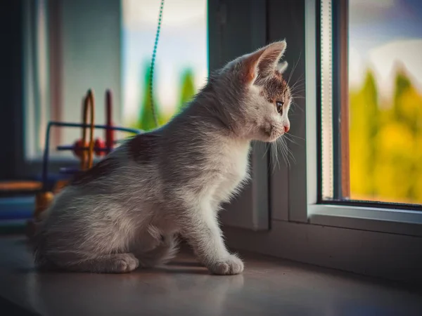 Zbliżenie Zdjęcia Małego Kotka Bawiącego Się Mieszkaniu — Zdjęcie stockowe