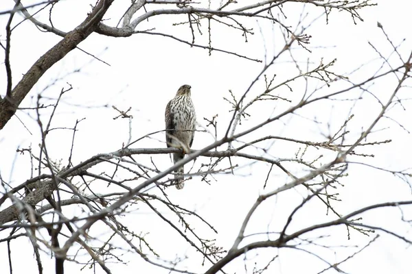 白い背景色を背景に木の枝に座っている鷹 — ストック写真