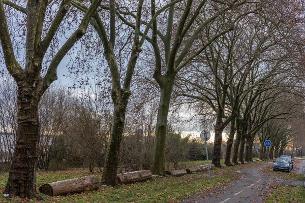 Деревья Столбами Автомобилями Страсбурге Франция — стоковое фото