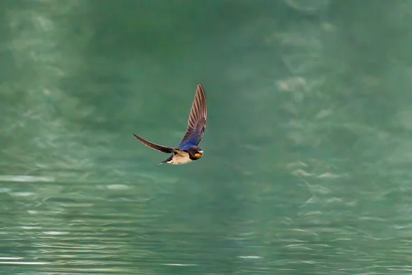 Una Vista Una Hermosa Golondrina Volando Sobre Lago Durante Amanecer — Foto de Stock