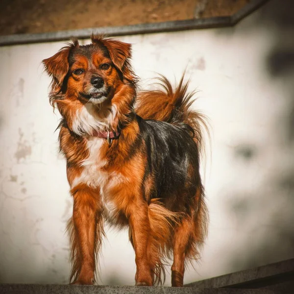 Ένα Αξιολάτρευτο Σκυλί Damchi Στέκεται Υπαίθρια Θολό Φόντο — Φωτογραφία Αρχείου