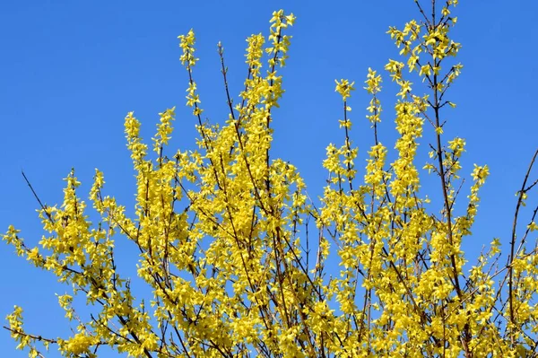 黄叶的树 — 图库照片