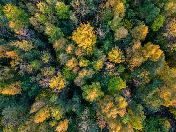 Górny Widok Bujnego Lasu Drzewami Kolorze Jesiennym — Zdjęcie stockowe