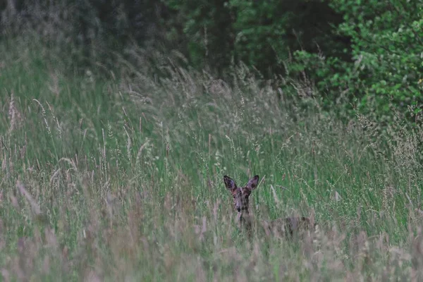 昼間の森の常緑樹畑に草の後ろに隠れている雄大な鹿 — ストック写真