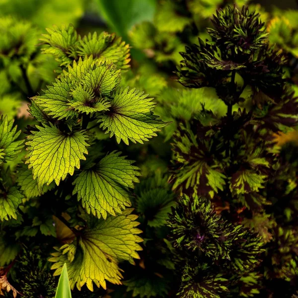 在森林里生长的美丽的绿色科雷氏植物的特写 — 图库照片
