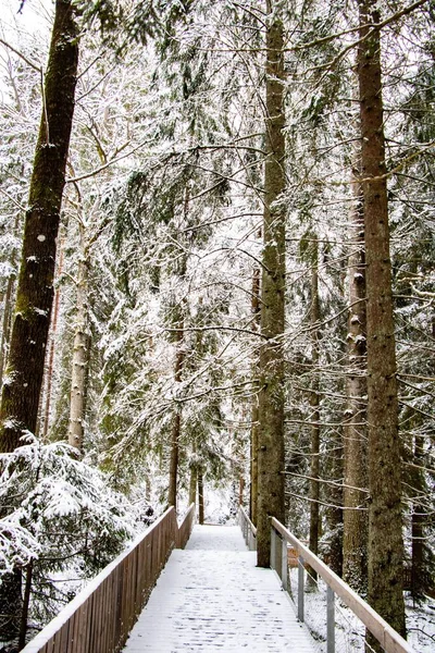 Vertical Shot Bridge Going Surrounded Trees Covered Snow Winter — Stock Photo, Image
