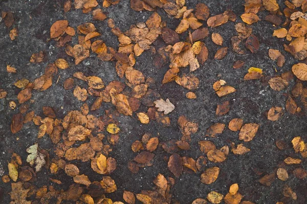 Верхний Вид Оранжевой Осенней Листвы Грязной Земле — стоковое фото