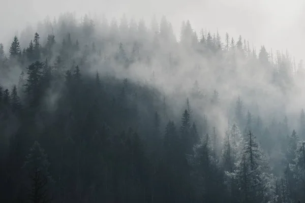 Вид Воздуха Темно Густой Зеленый Лес Туманный День Мрачные Таинственные — стоковое фото
