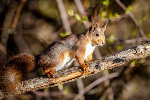 Tiro Perto Esquilo Encontrado Vaguear Pela Selva Num Dia Ensolarado — Fotografia de Stock
