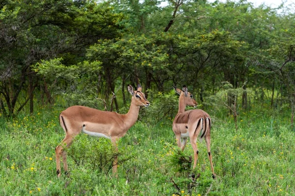 Los Impalas Parque Hluhluwe Imfolozi Kwazulu Natal Sudáfrica —  Fotos de Stock