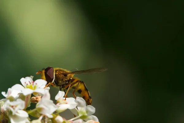 Výběrový Snímek Včely Sbírající Pyl — Stock fotografie