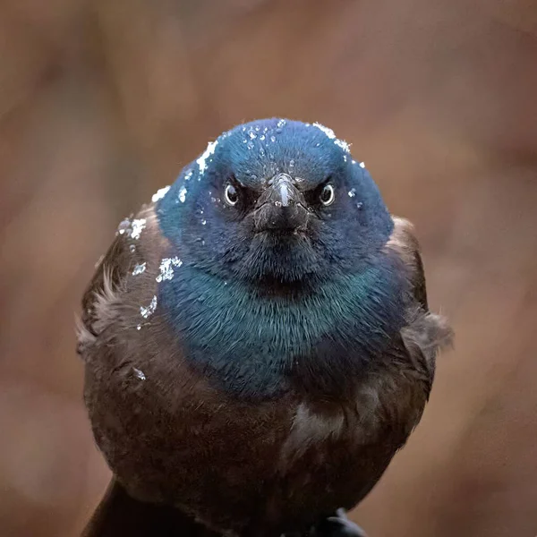 Common Grackle Happy Spring Snowfall — Stock Photo, Image