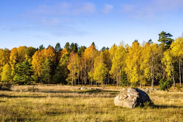 Красивый Пейзаж Золотым Полем Осенними Деревьями Голубом Облачном Фоне Неба — стоковое фото