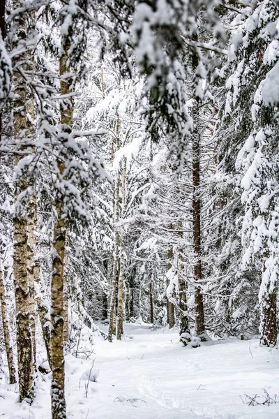 Winter Landscape Magical Swedish Forest White Trees Beautiful Wallpaper — Stock Photo, Image