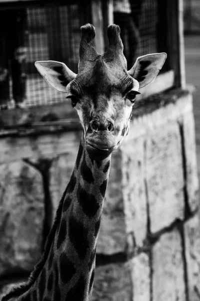 Lodret Gråskala Giraf Giraf Zoologisk Have Ser Frem - Stock-foto