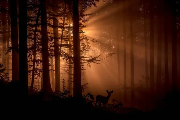 在雾蒙蒙的森林里拍摄的一幅幅鹿影能产生一种天堂皇的效果 — 图库照片