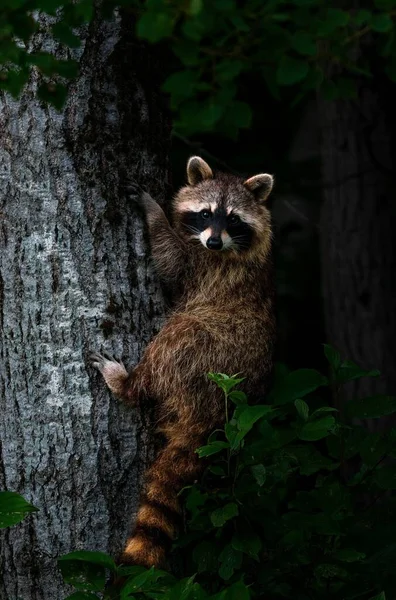 Beautiful Closeup Portrait Raccoon Tree Trunk — Stock Photo, Image
