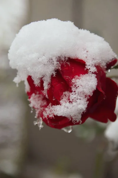 Вертикальне Крупним Планом Красива Червона Троянда Вкрита Снігом — стокове фото