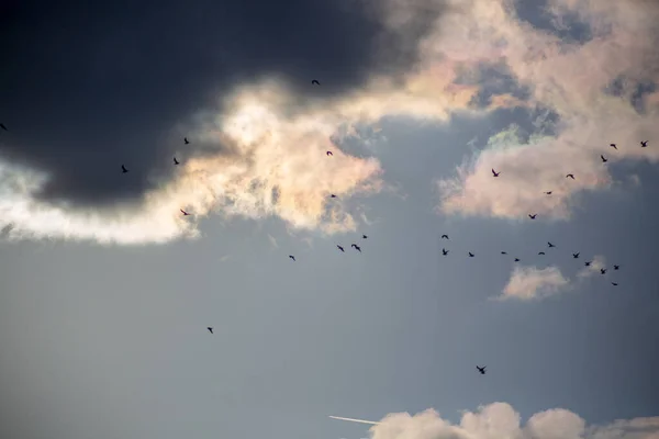 Зграя Птахів Літають Хмарному Небі — стокове фото