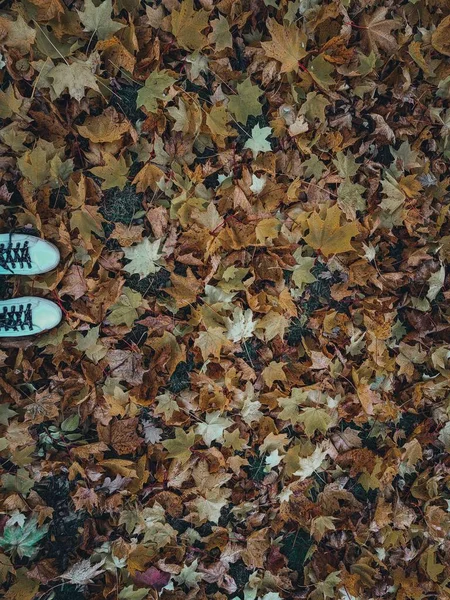 Вертикаль Осенних Листьев Земле Белых Туфлях — стоковое фото