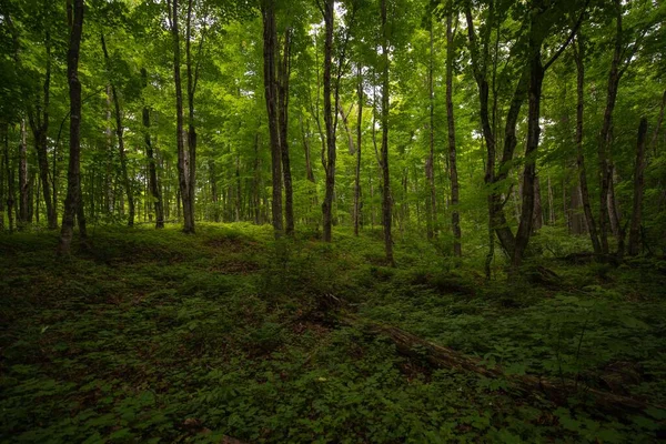 Gyönyörű Kilátás Nyílik Friss Növényekre Zöld Fákra Erdőben Napfelkeltekor — Stock Fotó