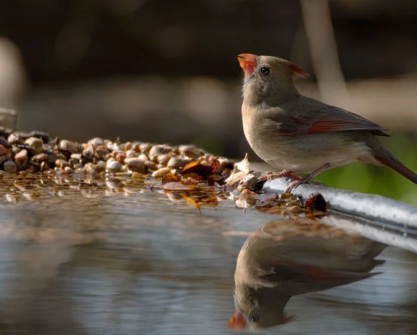 Closeup Shot Adorable Northern Cardinal Bird Driking Water — Stock Photo, Image