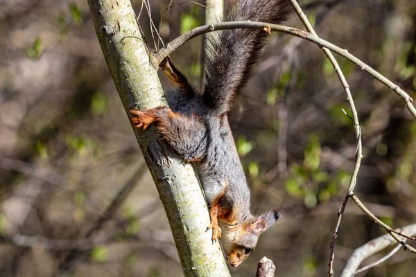 Egy Közeli Kép Egy Mókusról Amint Lemászik Egy Fáról Erdőben — Stock Fotó