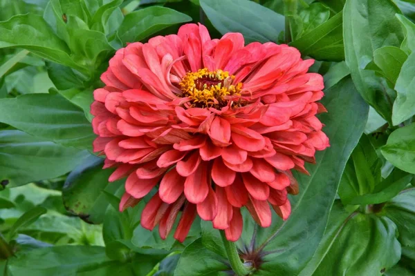 Closeup Shot Beautiful Red Zinnia Flower Garden — Stock Photo, Image