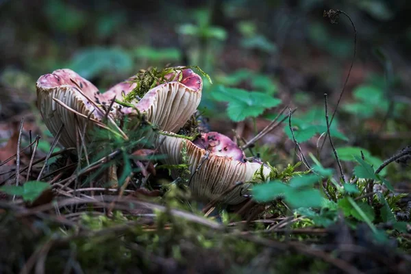 Closeup Growing Mushroom Forest — Stock Photo, Image