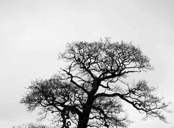 Beyaz Arkaplanı Olan Yapraksız Bir Ağacın Gri Tonlu Görüntüsü — Stok fotoğraf