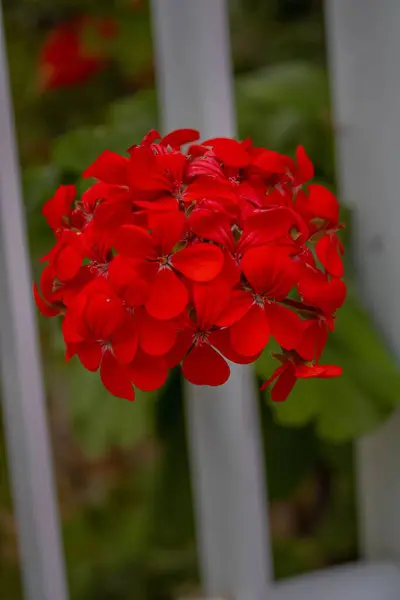 Gros Plan Vertical Fleurs Géranium Rouge Dans Jardin — Photo