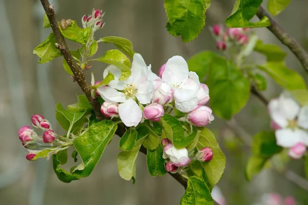 Piękny Widok Jabłoni Kwiat — Zdjęcie stockowe