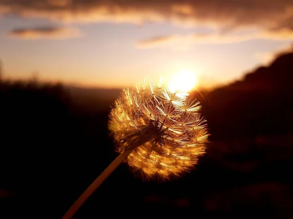 Dandelion Sunset — Stock Photo, Image