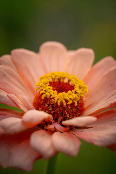 Eine Vertikale Nahaufnahme Einer Blühenden Zinnia Blume Vor Verschwommenem Hintergrund — Stockfoto