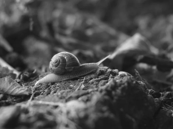 흑백으로 달팽이의 — 스톡 사진