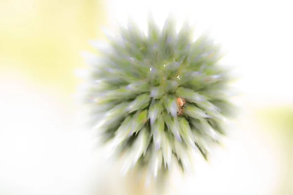 Närbild Globe Thistle Blomma Med Vit Bakgrund — Stockfoto