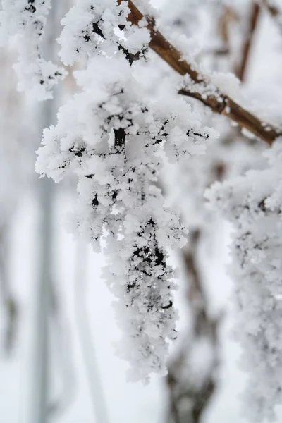 Vertikální Detailní Záběr Větve Stromu Pokryté Sněhem Rozmazaném Pozadí — Stock fotografie