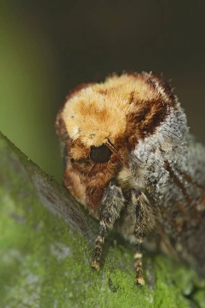 Buff Tip Moth Phalera Bucephala Tree Branch Closeup — Stock Photo, Image